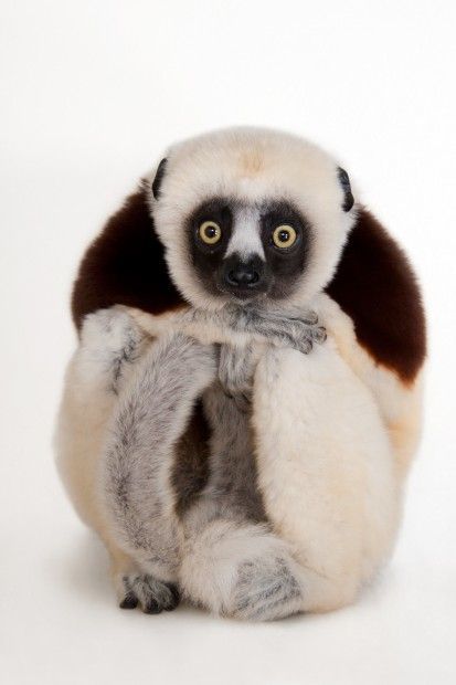 Coquerel's sifaka